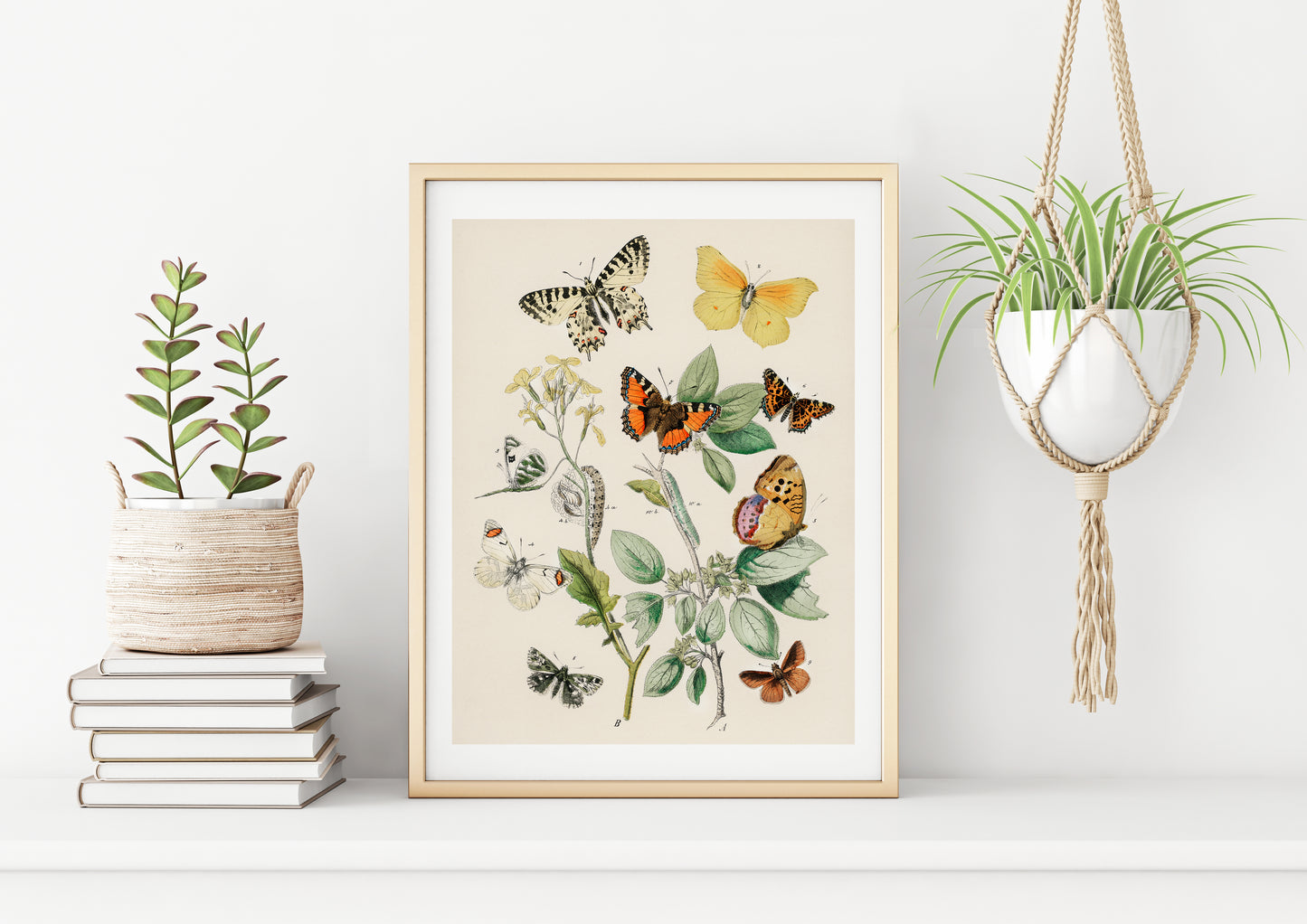 William Forsell Kirby, Butterflies and Caterpillars (1882)