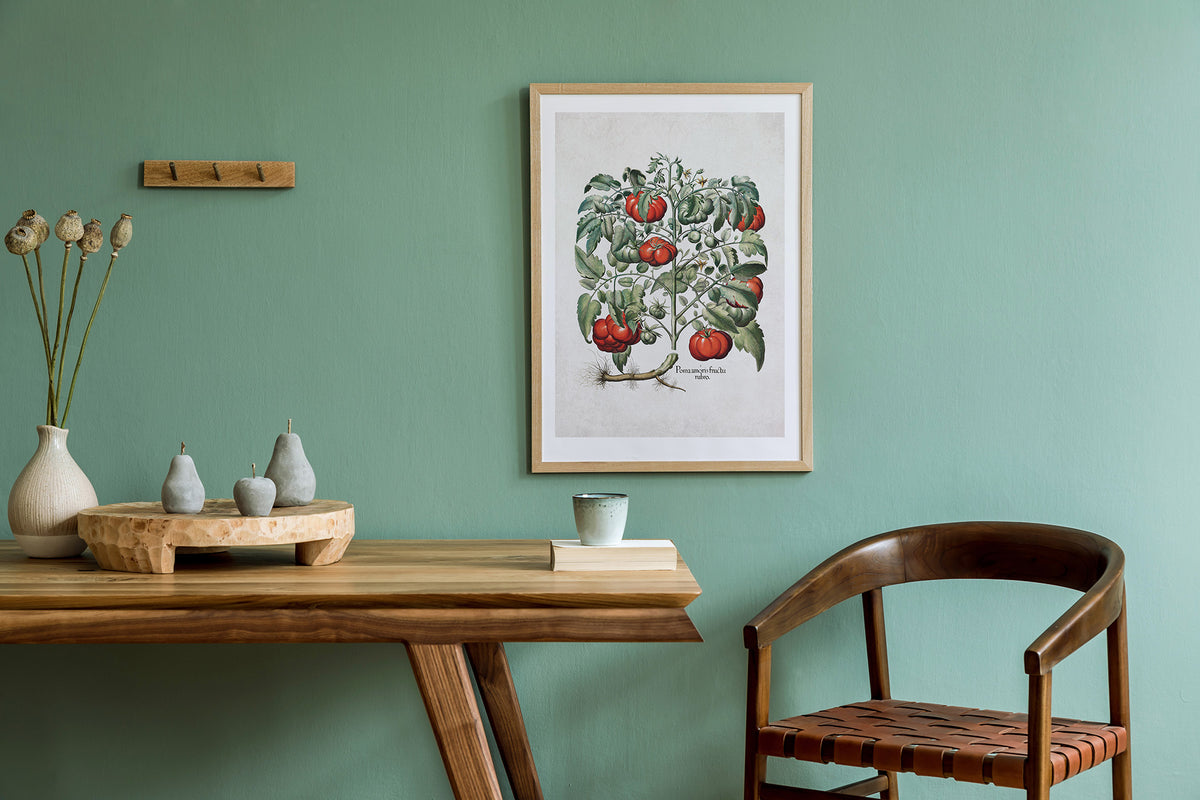Tomato Plant by Basil Besler (1600s)