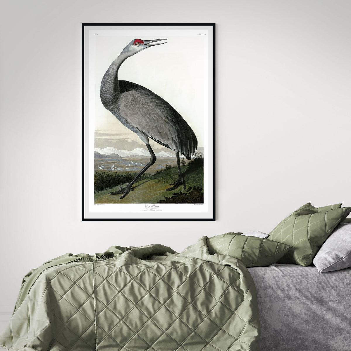 John James Audubon, Young Hooping Crane (1835)