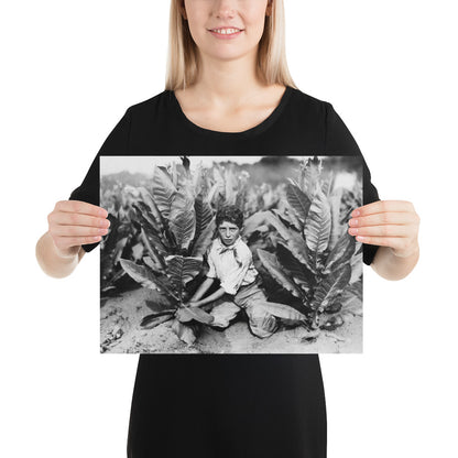 Photo paper poster – Ten Year Old Picker on Gildersleeve Tobacco Farm. Photo by Lewis Hine (1917)