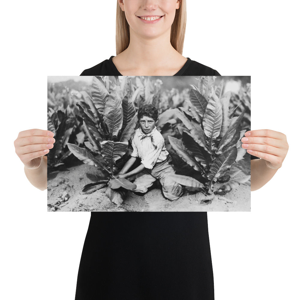 Photo paper poster – Ten Year Old Picker on Gildersleeve Tobacco Farm. Photo by Lewis Hine (1917)