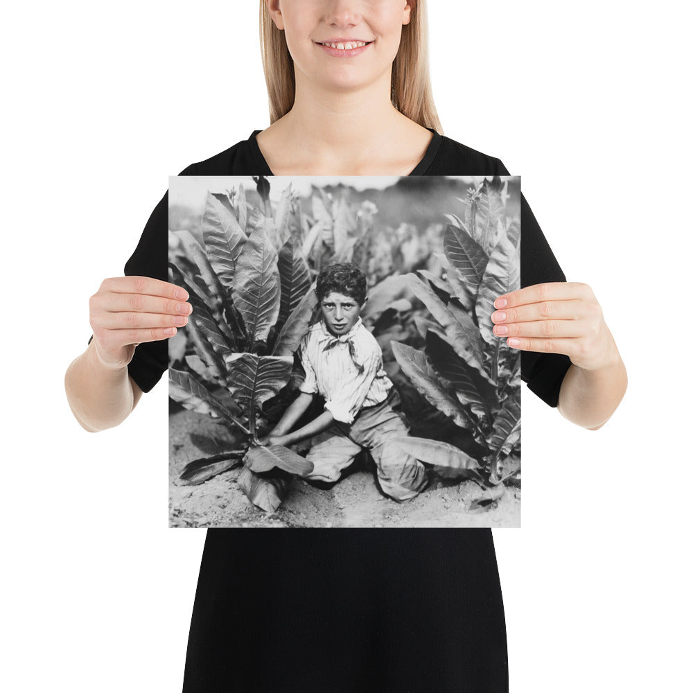 Photo paper poster – Ten Year Old Picker on Gildersleeve Tobacco Farm. Photo by Lewis Hine (1917)