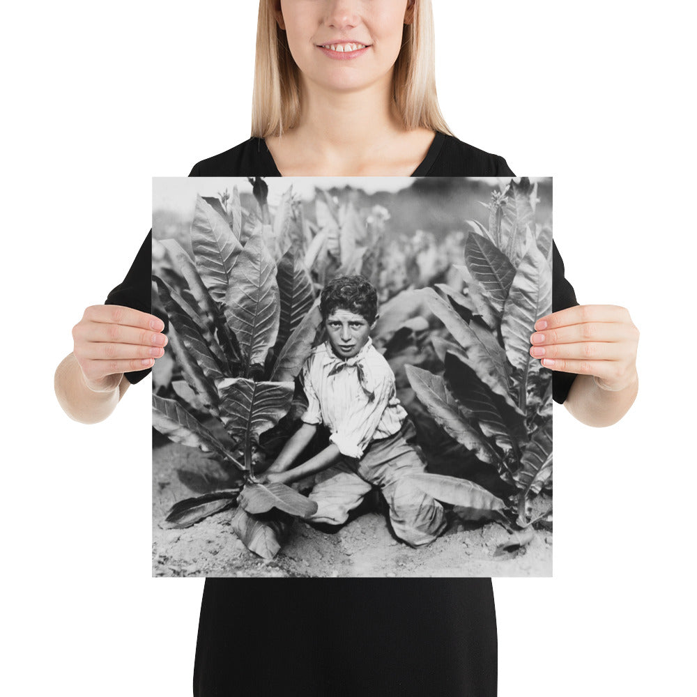 Photo paper poster – Ten Year Old Picker on Gildersleeve Tobacco Farm. Photo by Lewis Hine (1917)