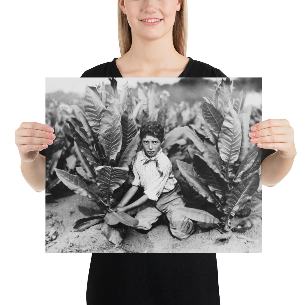 Photo paper poster – Ten Year Old Picker on Gildersleeve Tobacco Farm. Photo by Lewis Hine (1917)