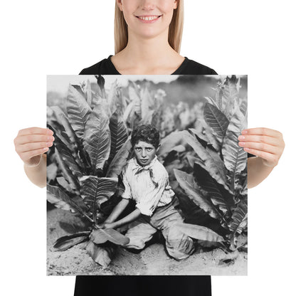 Photo paper poster – Ten Year Old Picker on Gildersleeve Tobacco Farm. Photo by Lewis Hine (1917)