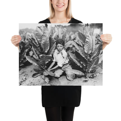 Photo paper poster – Ten Year Old Picker on Gildersleeve Tobacco Farm. Photo by Lewis Hine (1917)