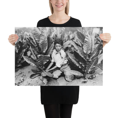 Photo paper poster – Ten Year Old Picker on Gildersleeve Tobacco Farm. Photo by Lewis Hine (1917)