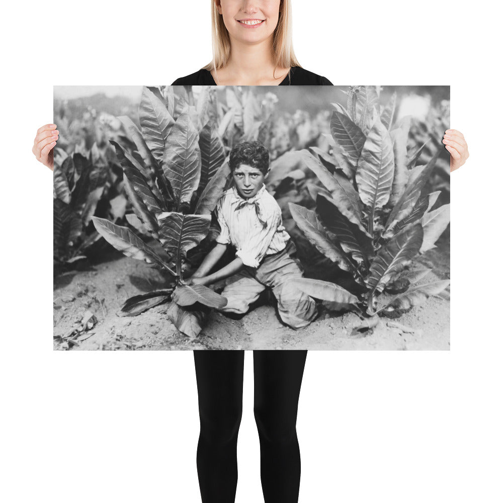 Photo paper poster – Ten Year Old Picker on Gildersleeve Tobacco Farm. Photo by Lewis Hine (1917)