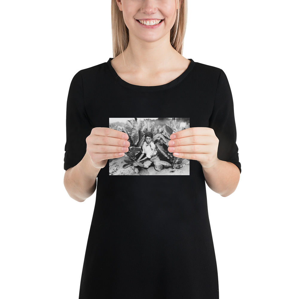 Photo paper poster – Ten Year Old Picker on Gildersleeve Tobacco Farm. Photo by Lewis Hine (1917)