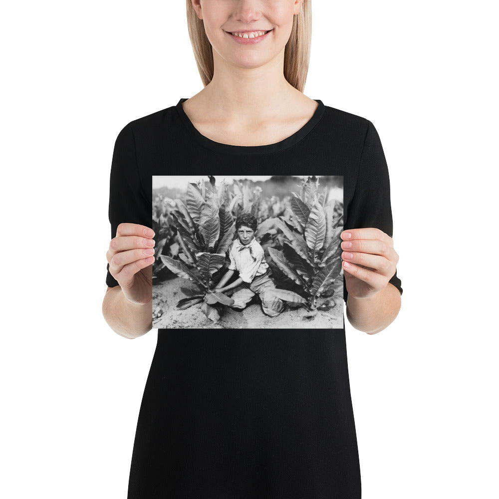 Photo paper poster – Ten Year Old Picker on Gildersleeve Tobacco Farm. Photo by Lewis Hine (1917)