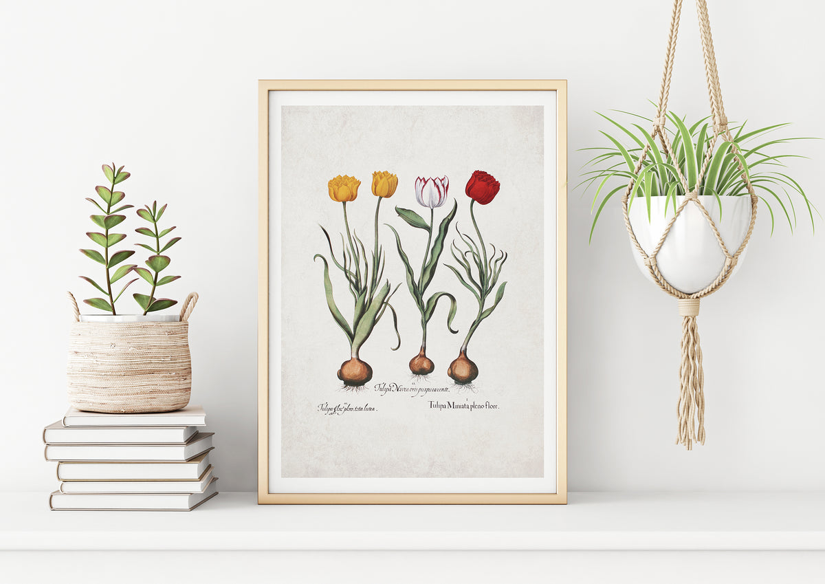 Tulips by Basil Besler (1600s)